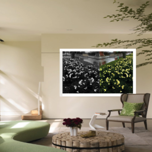 'Daffodils' Print on | Wall Art Canvas | Wall Paper